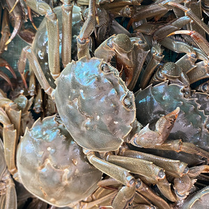 渤海湾养殖两河水大闸蟹毛蟹毛爪新鲜鲜活公蟹