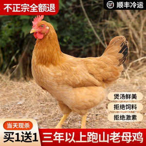 正宗安徽大别山土鸡4斤农家散养走地鸡3年老母鸡坐月子煲汤营养