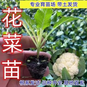 白花菜苗秧苗花椰菜青梗松花菜种苗甘蓝苗西兰花苗四季阳台盆栽苗