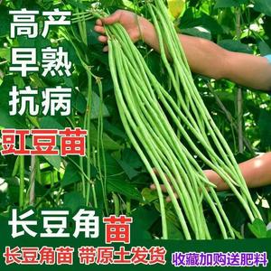 长豆角秧苗豇豆苗四季无架长豆角苗新鲜扁豆角早春豇豆角阳台庭院