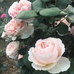 萨尔曼莎 橙粉红波浪边耐热抗病月季庭院阳台花卉盆栽