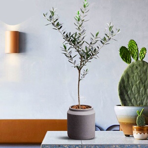 油橄榄树小盆栽南方四季常绿耐热耐旱绿色好养植物苗阳台桌面绿.