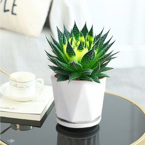 冰花芦荟盆栽室内绿植花卉好养易活四季波露多肉大棵净化空气