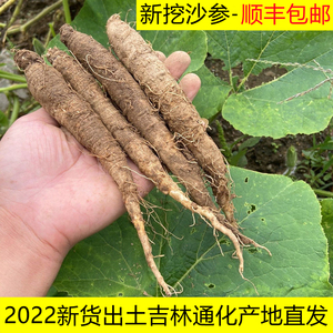 新鲜山胡萝卜500克包邮野生北沙参山地瓜轮叶党参朝鲜族特色咸菜