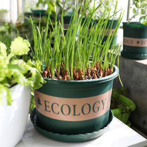 四川红葱头种子小香葱种籽葱头新鲜四季水培室内阳台盆栽种蔬菜苗