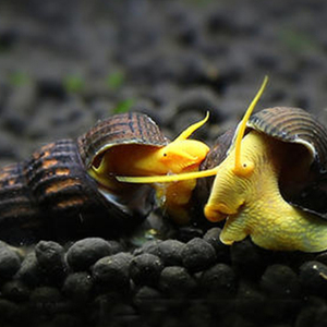 橙兔螺印尼苏拉威西紫黑兔螺满天星巧克力迷你黄金兔螺