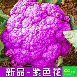 新品紫色有机花菜种孑西兰花种孑青梗花椰菜种子松花菜种籽春秋种