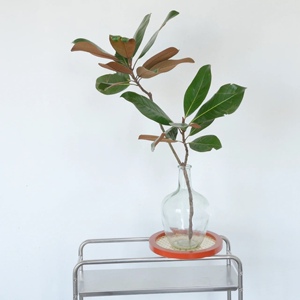 广玉兰白玉兰花鲜切水培植物玉兰鲜花家用水养插花国风美中式风格