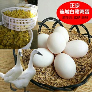 正宗连城白鸭蛋种蛋受精蛋活体可孵化新鲜纯种土鸭蛋农家白鹜鸭蛋