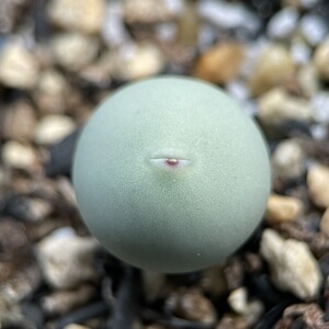 【11-23】肉锥 鸽子蛋多肉植物一物一拍6#嘴巴超可爱