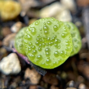【疣多肉】疣多肉品牌,价格 - 阿里巴巴