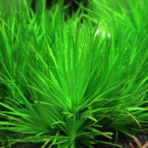 水族 鱼缸 水草 造景 中景 日本箦藻 满58元 包邮 水下叶