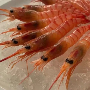 舟山海虾海鲜东海红虾毛竹节红虾鲜活超低温冷冻刺身生吃冰虾甜虾