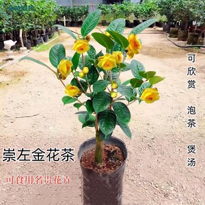 崇左金花茶防城凹脉四季毛瓣广西产地原生金花茶苗庭院盆栽包邮