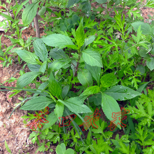 绿野乐购商城淘宝苦菜干 败醬菜干苦益菜野生菜干绿色干货深山野菜