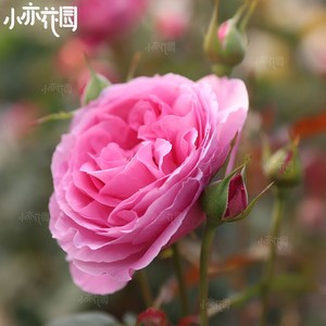 旋转香水月季