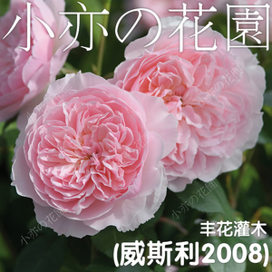 月季花苗威斯利2008圣斯威辛奥利维亚罗斯梦幻花园凯瑟琳莫利阳台