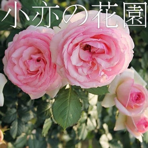 月季大藤本花苗爬藤深粉色龙沙宝石欢迎法国礼服罗衣费尔柴尔德