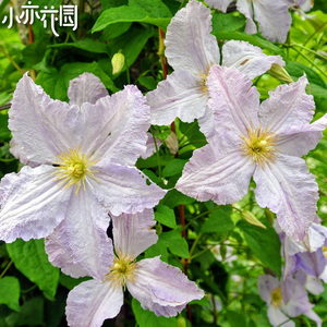 小亦花园【蓝天使】铁线莲 晚花大花组 耐热 高大 花量巨大 c418