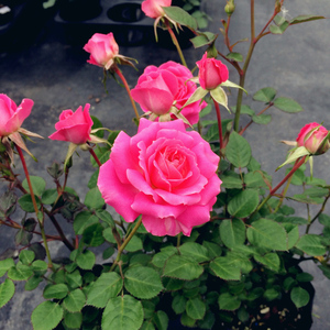 小亦花园【粉珍珠】微型月季花苗阳台勤花淡香 s202