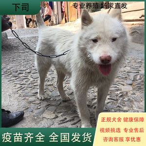 下司犬纯种贵州下司幼犬活体虎头短毛猎犬看家护院犬宠物狗狗出售