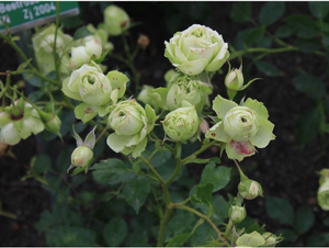 可爱绿 迷人的绿色(lovely green)——(法国月季)