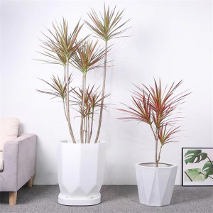 千年木绿植 室内大型盆栽 七彩铁龙血树网红绿植好养北欧风马尾铁