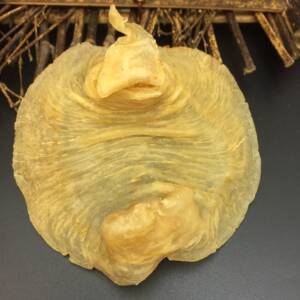 天然野生非洲赤嘴20-25头 鱼肚花胶干货500克孕妇滋补 可打礼盒