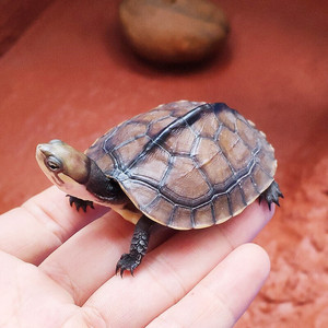 纯种石金钱大龟南石龟苗纯正黄喉拟水龟镇宅招财龟宠物小乌龟活物