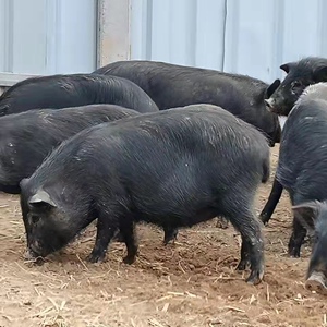 00欢乐颂4440淘宝藏香猪活体整只藏香猪幼崽出售香猪纯种养殖种母猪