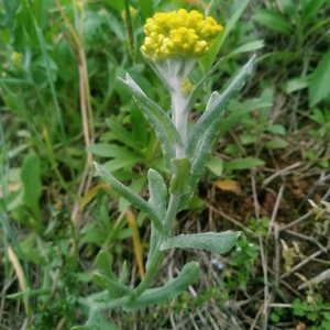野生新鲜鼠曲草1000g湖南邵阳水牛花清明菜现摘青团水密花粑食材