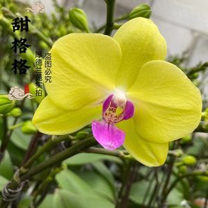 青春活力蝴蝶兰"甜格格"兰花苗带花苞发货四季开花好活易养盆栽