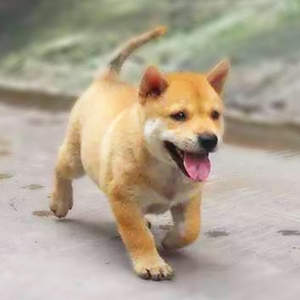 中华田园犬家养幼犬土狗小狗杂交狗黑白花狗小体大黄狗活体种狗崽