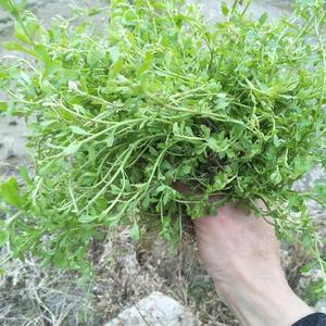 鹅不食草野生新鲜草石胡蒌现挖食胡荽地胡椒鸡肠草猪屎草球子包邮