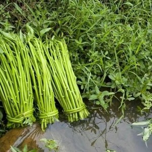 90孙启扬淘宝现摘海南网红特产无公害有机绿色食品蔬菜空心菜直销