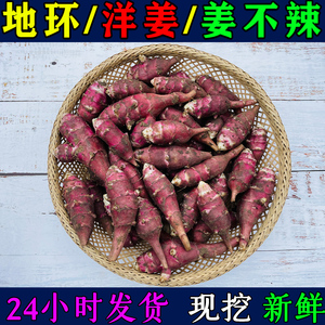 东北新鲜野生地环洋姜姜不辣菊芋腌制咸菜种子籽凉拌酱菜食用包邮