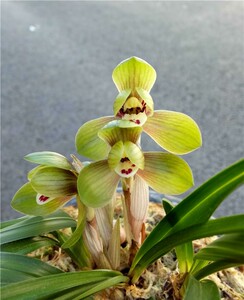 春兰兰花苗环球