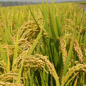 高产旱稻种子日稻1号旱稻种籽香米谷圆粒大米珍珠米种孑旱地种植