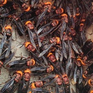 红娘黑盾黄脚蜂王 葫芦蜂王 高产马蜂胡蜂蜂王 虎头蜂种蜂