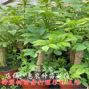 舒筋树苗中药材苗舒筋活血接骨木续骨风庭院阳台绿化盆栽地栽大苗