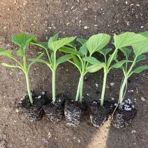 【大八宝葫芦】大八宝葫芦品牌,价格 - 阿里巴巴