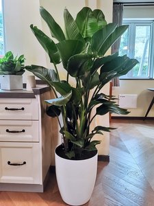 天堂鸟大绿植室内盆栽客厅大型植物龟背竹上海室外盆栽办公室网红
