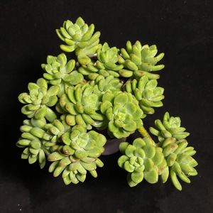 多肉植物香格里拉多头群生造型老桩阳台庭院美观趣味绿植花卉组合