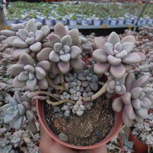 大颗多肉植物 艾伦悬崖多头老桩 庭院阳台美观趣味裸根不带土花卉