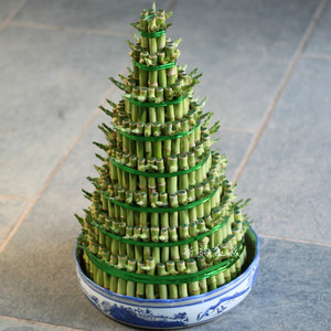 节节高富贵竹富贵塔室内绿植花卉八层九层开运竹盆栽开业送礼植物