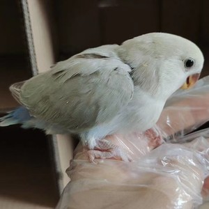 白面美桂鹦鹉小鸟活体宠物桃脸牡丹绿金蓝银日本桃紫罗兰玄凤黄化