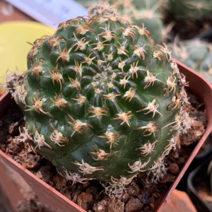 方便面仙人球开花趴刺不扎手乌艳丸仙人掌多肉室内桌面防辐射盆栽