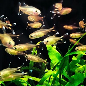 迷你灯鱼银顶光尾群鱼银尖鱼金针黄灯鱼热带群游草缸观赏鱼