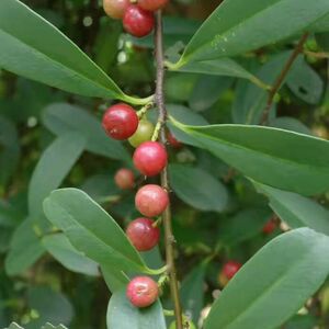 现挖新鲜入地龙乌药蛇炮子藤 母鸡酸信筒子酸藤枝叶或纯根中药材