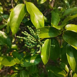 中药材鹰爪树,依兰香,香水树,灯笼花,鹰爪花,鹰爪树苗 假鹰爪草药